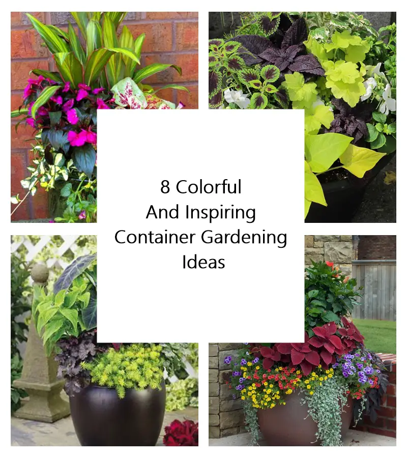 8 Colorful And Inspiring Container Gardening Ideas Talkdecor