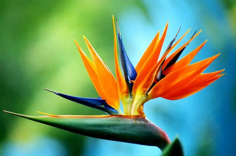 Bird Of Paradise Flower