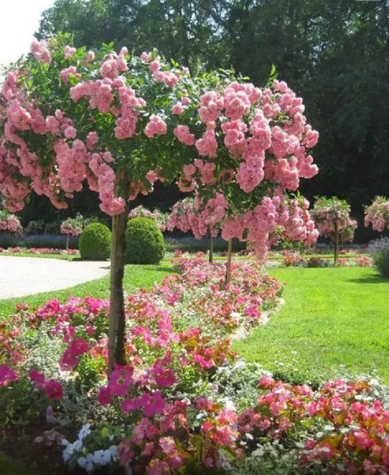 French Rose Tree