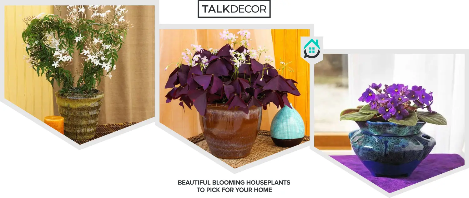 8 Beautiful Blooming Houseplants to Pick for Your Home