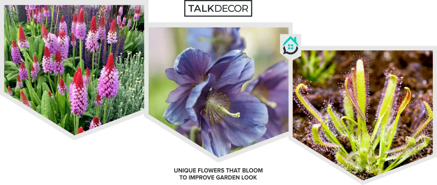 9 Unique Flowers That Bloom To Improve Garden Look - Talkdecor