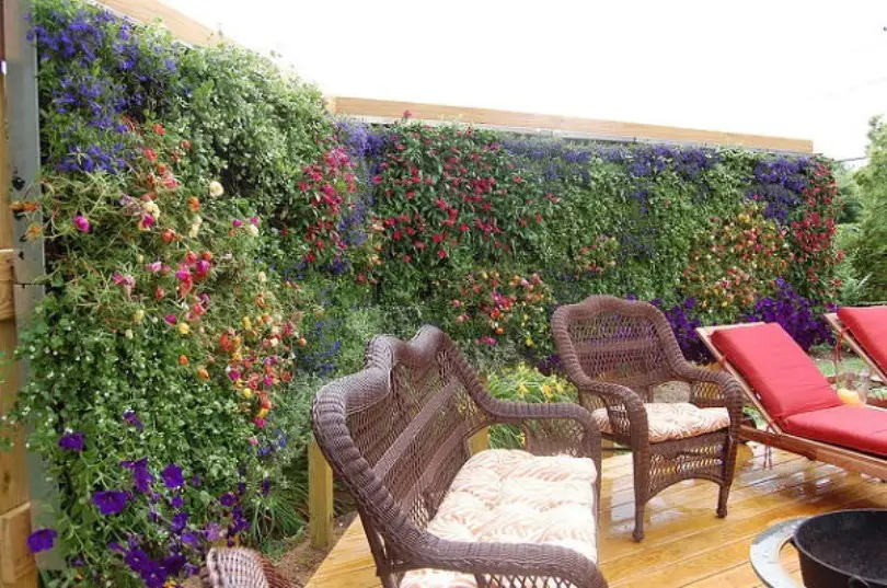 Flowering Cover Plants For A Privacy Screen