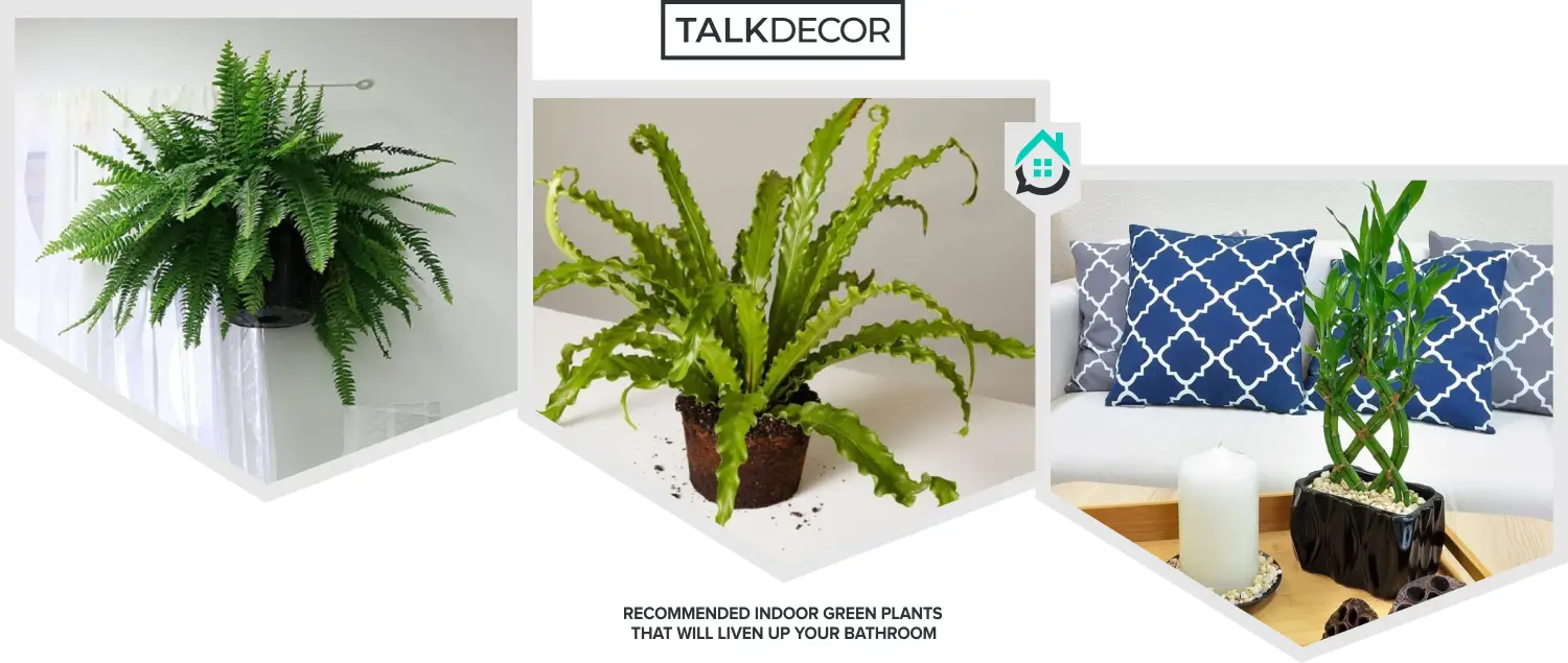 Recommended Indoor Green Plants That Will Liven Up Your Bathroom