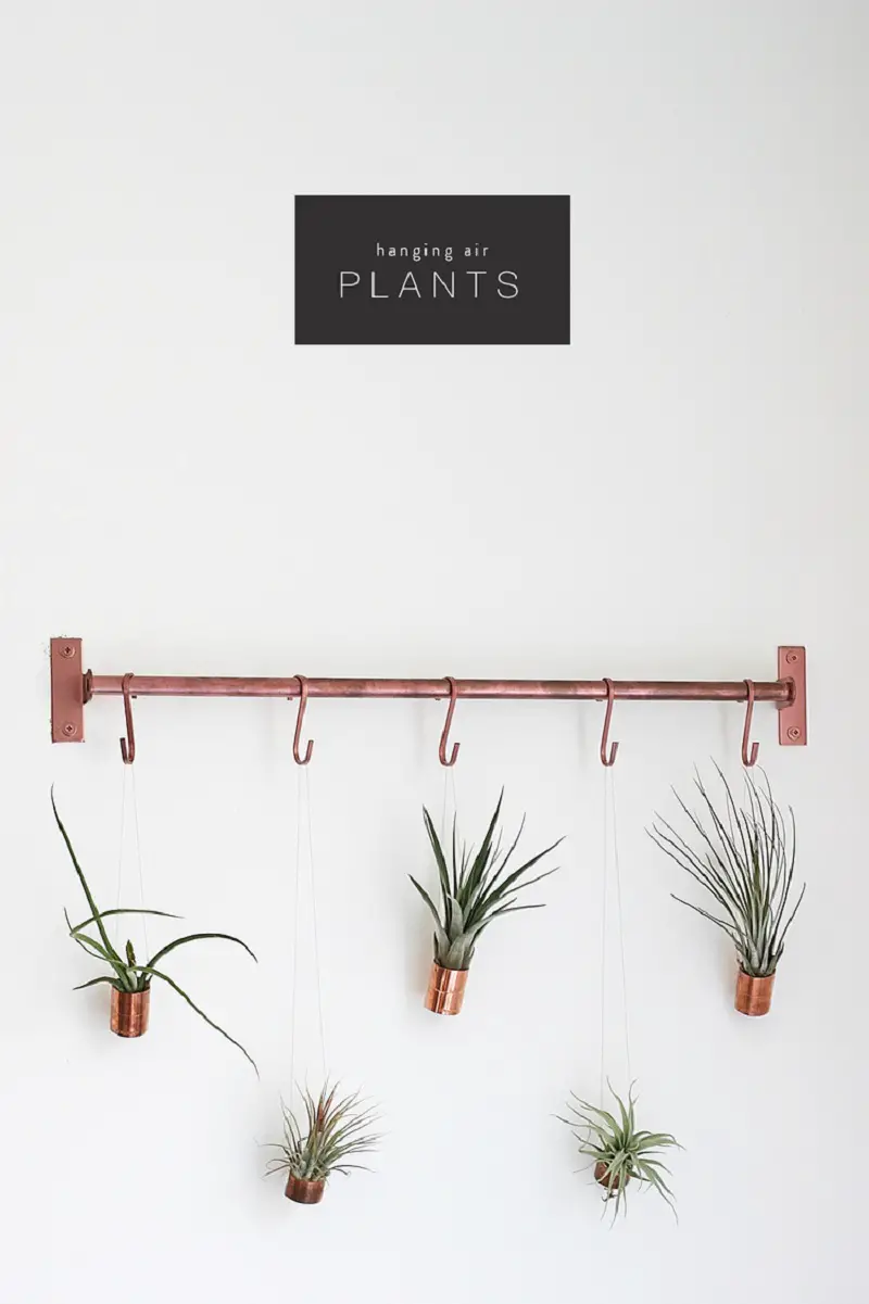 Beautiful Hanging Air Plants