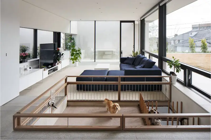 Dog Play In Your Living Room