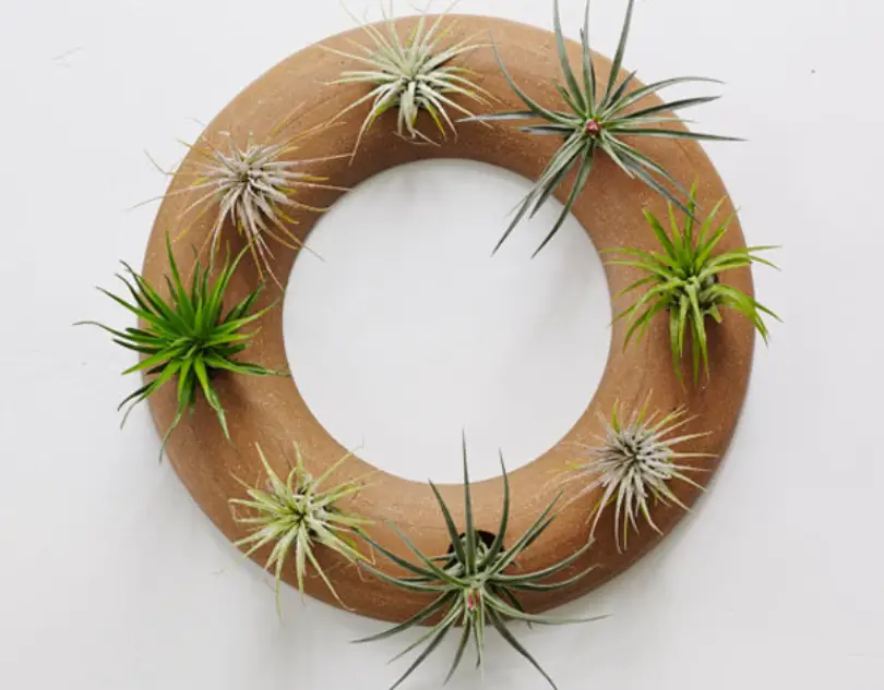 Wreath Wall Planter