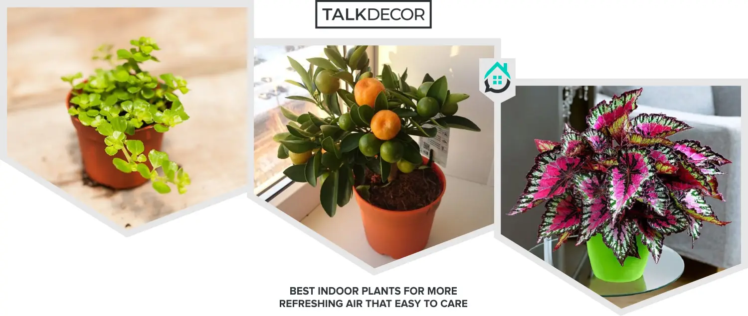 8 Best Indoor Plants For More Refreshing Air That Easy To Care
