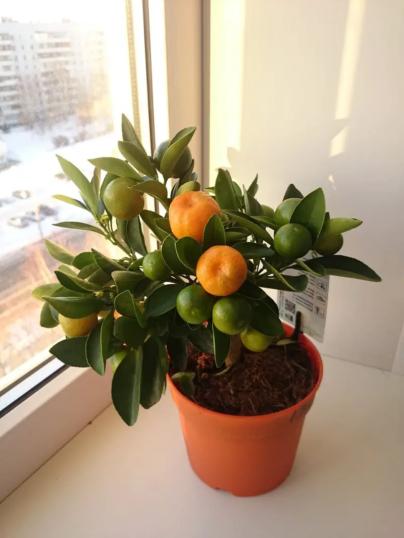 Dwarf Citrus For Room