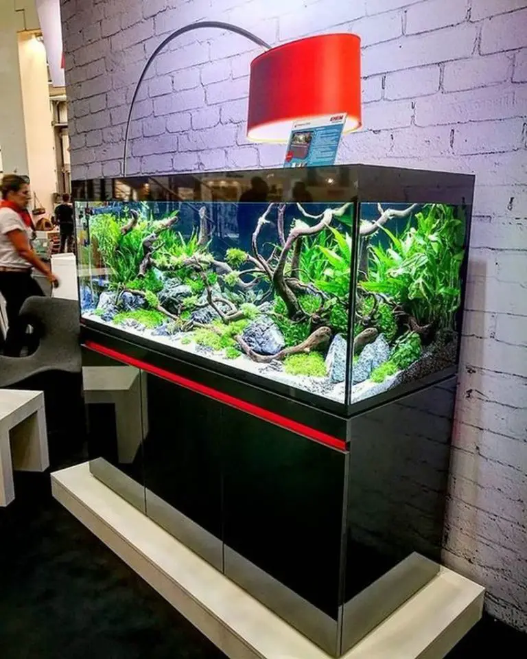 55 Wondrous Aquarium Design Ideas for Your Extraordinary