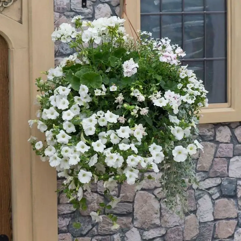 4 Beautiful Plants to Grow on Hanging Basket - Talkdecor