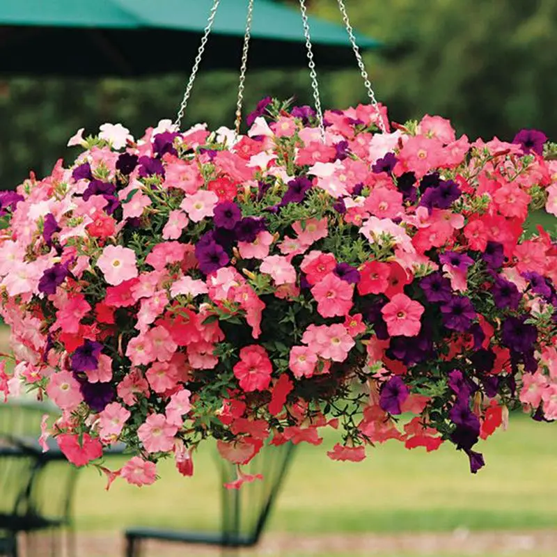 4 Beautiful Plants to Grow on Hanging Basket - Talkdecor