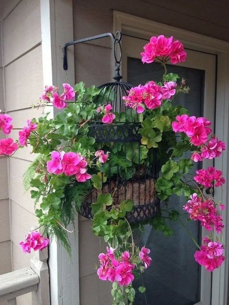 4 Beautiful Plants to Grow on Hanging Basket Talkdecor