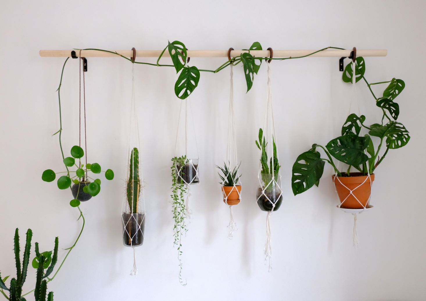 kitchen plant wall hanger