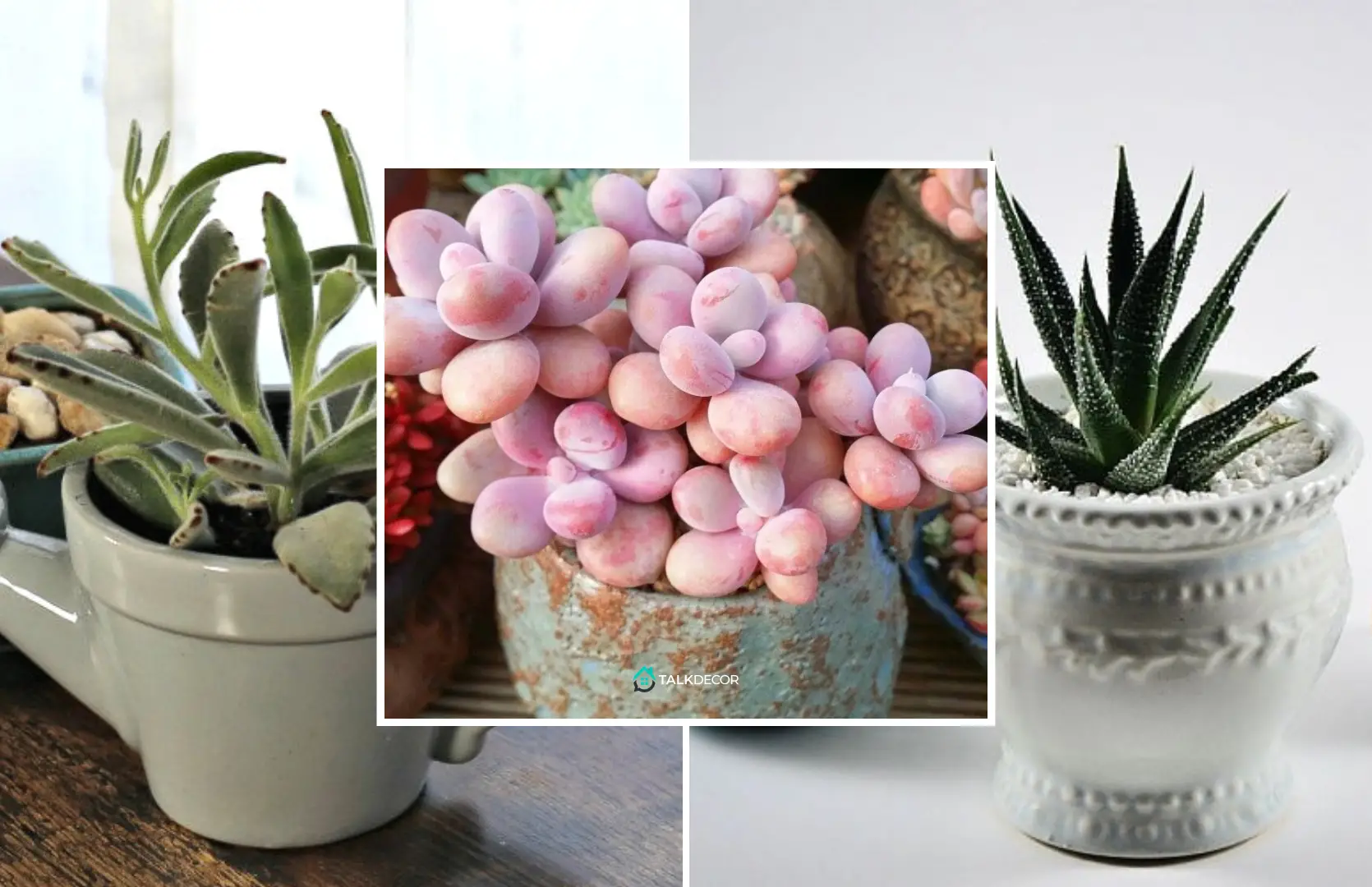 Pick These Succulent Types for Your Amazing Mini Garden