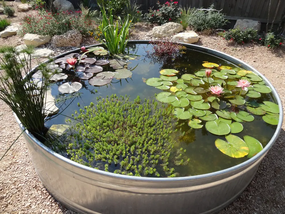 10 Cheap but Charming Water Garden Ideas for Beginners - Talkdecor
