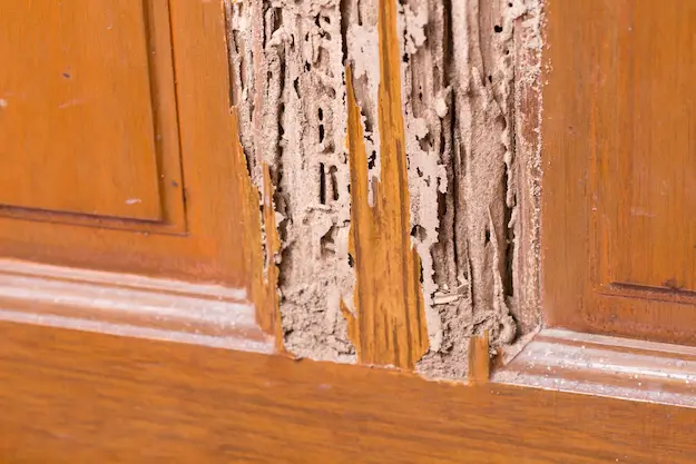The All-You-Need Guide to Termite Inspection and Control