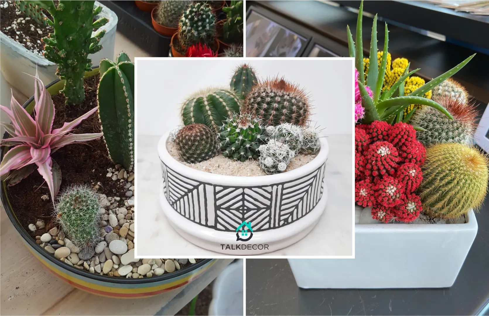 20 Ideas for Cactus Arrangement for Your Summer Decoration