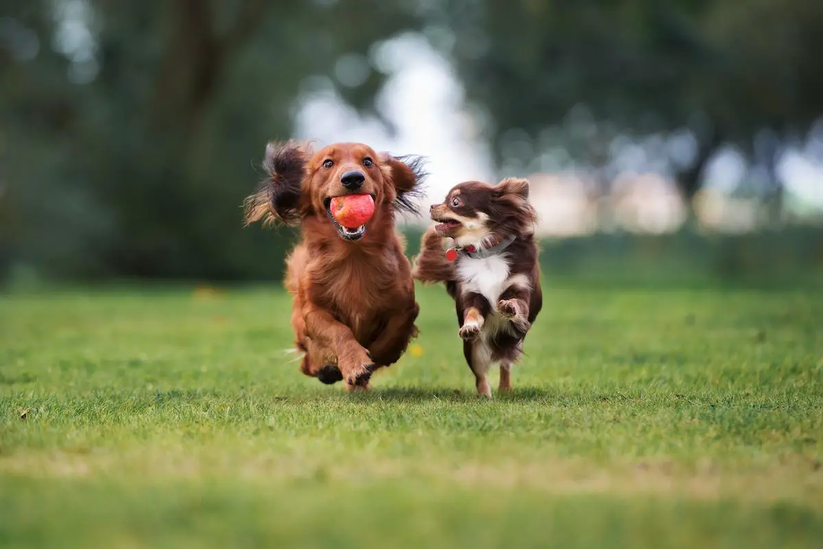 Is Synthetic Grass Safe for Dogs?